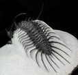 Alien Looking Spiny Quadrops Trilobite - #36171-4